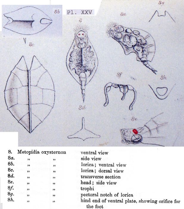 Lophocharis oxysternon Lophocharis oxysternon