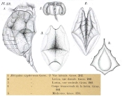 Lophocharis oxysternon