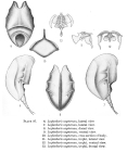 Lophocharis oxysternon