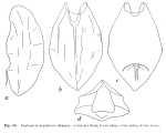 Lophocharis oxysternon