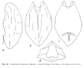 Lophocharis oxysternon