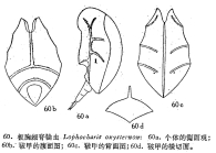 Lophocharis oxysternon