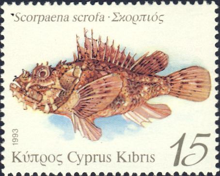 Scorpaena scrofa Scorpaena scrofa