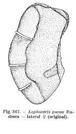 Lophocharis parva - Original description image