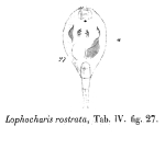 Lophocharis rostrata - Original description image