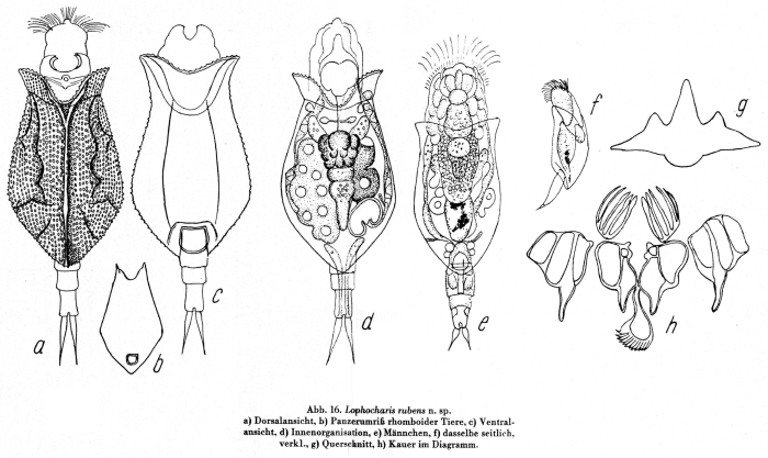 Lophocharis rubens - Original description image