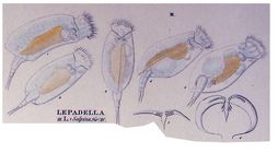Lophocharis salpina