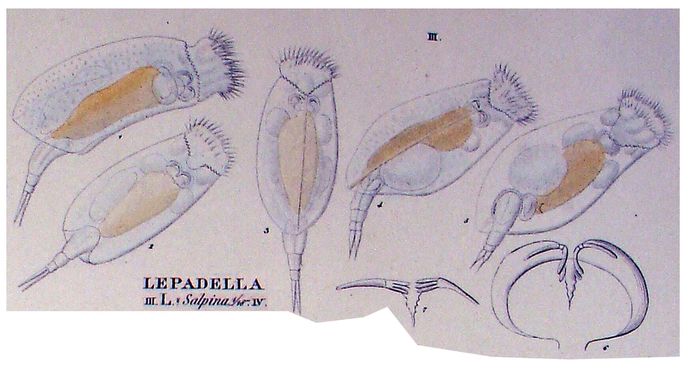 Lophocharis salpina Lophocharis salpina