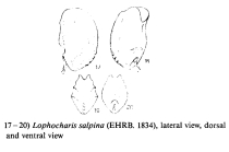 Lophocharis salpina