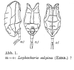 Lophocharis salpina