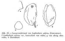 Lophocharis salpina