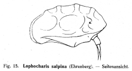 Lophocharis salpina