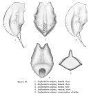 Lophocharis salpina
