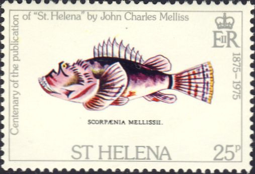Scorpaena mellissii Scorpaena mellissii