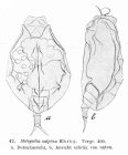 Lophocharis salpina