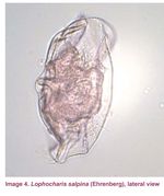 Lophocharis salpina