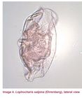 Lophocharis salpina