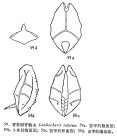 Lophocharis salpina