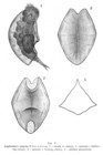 Lophocharis salpina