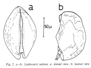 Lophocharis salpina