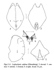 Lophocharis salpina