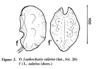 Lophocharis salpina