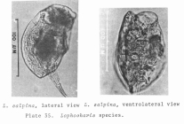 Lophocharis salpina