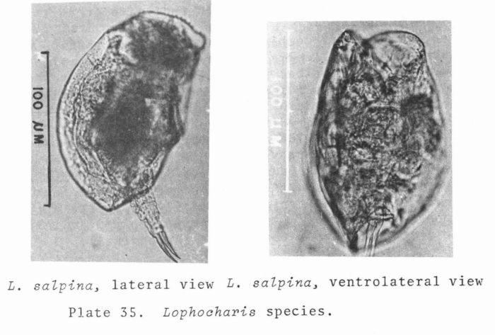 Lophocharis salpina Lophocharis salpina