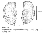 Lophocharis salpina