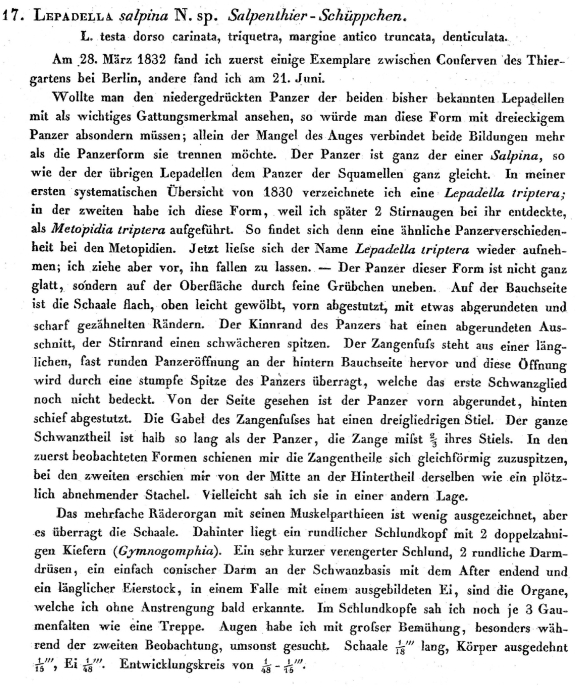 Lophocharis salpina - Original description image