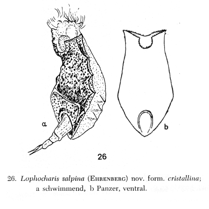 Lophocharis salpina f. cristallina - Original description image