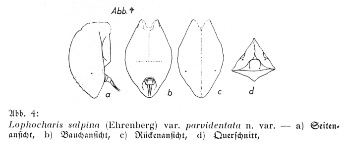 Lophocharis salpina var. parvidentata - Original description image