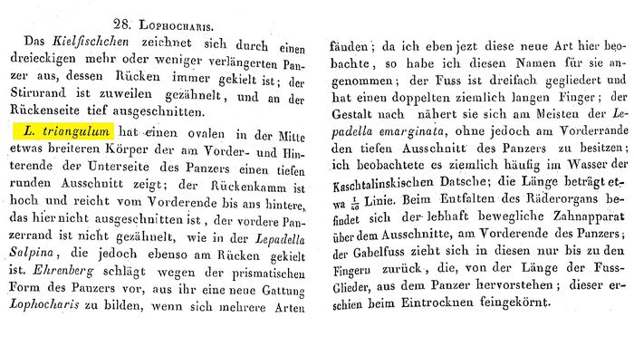 Lophocharis triangulum - Original description image