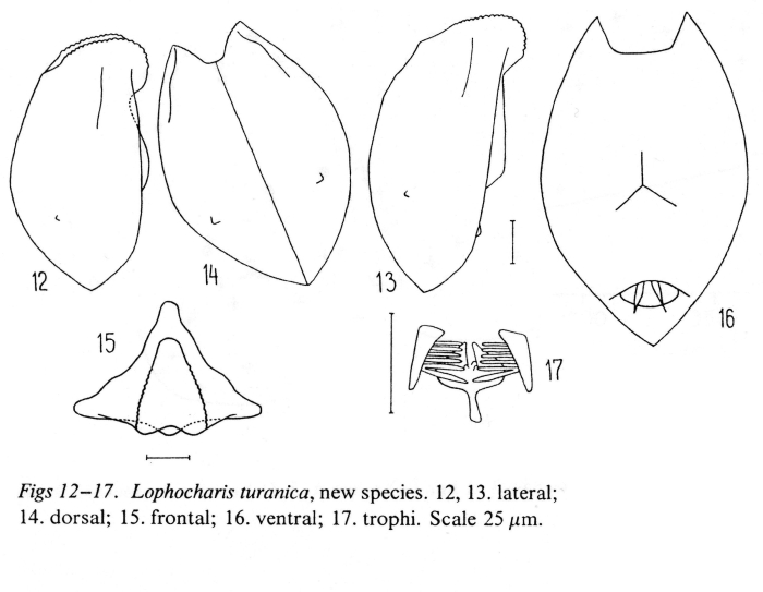 Lophocharis turanica - Original description image