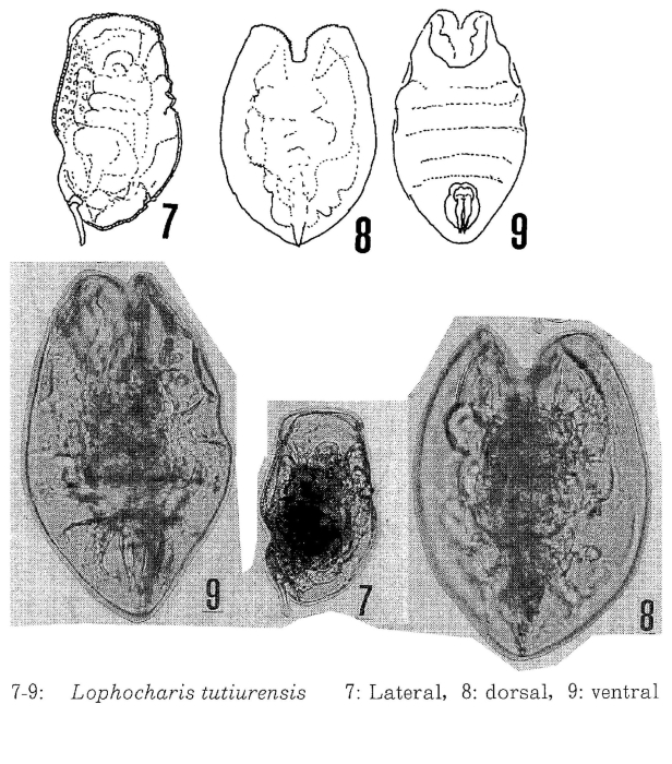 Lophocharis tutiurensis - Original description image