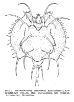 Macrochaetus altamirai