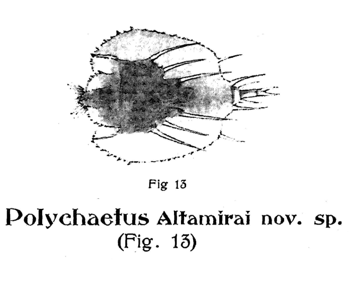 Macrochaetus altamirai - Original description image