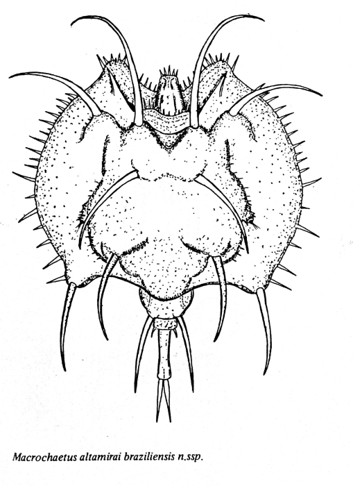 Macrochaetus altamirai f. braziliensis - Original description image