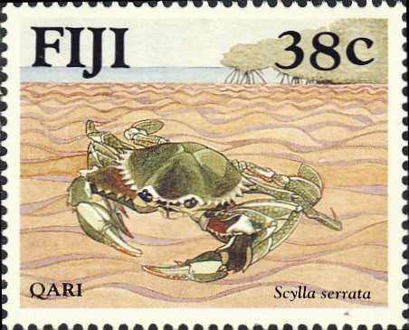 Scylla serrata