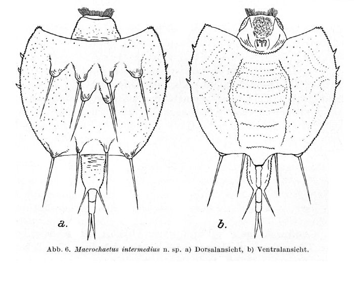 Macrochaetus altamirai intermedius - Original description image