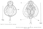 Macrochaetus americanus