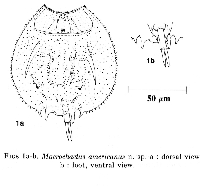 Macrochaetus americanus - Original description image