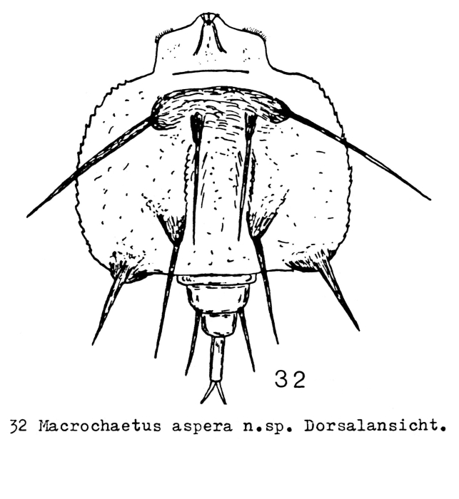 Macrochaetus aspera - Original description image