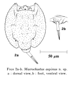 Macrochaetus aspinus