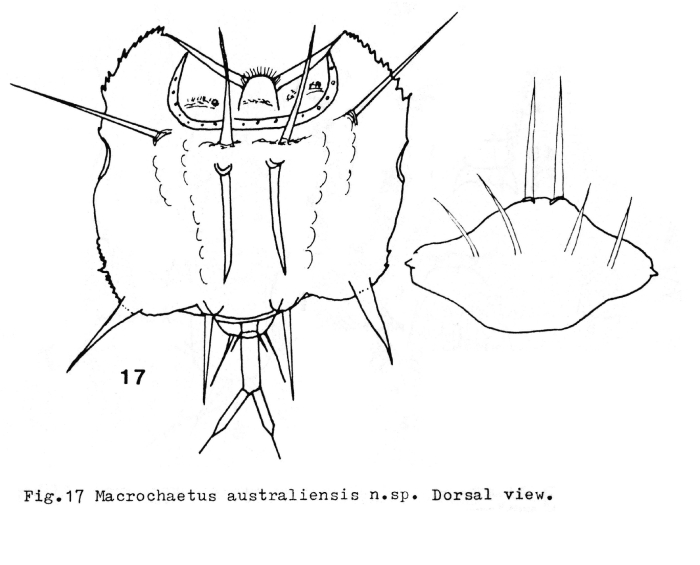 Macrochaetus australiensis - Original description image