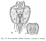 Macrochaetus collinsii