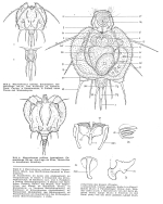 Macrochaetus collinsii