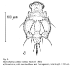 Macrochaetus collinsii