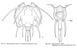 Macrochaetus collinsii
