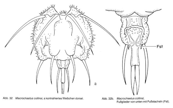 Macrochaetus collinsii Macrochaetus collinsii